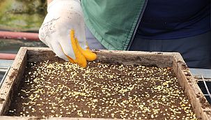 Ankara’da yerli tohum üretme çalışmaları artıyor