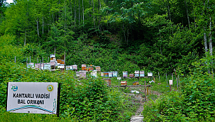 Bal ormanlarından ekonomiye 300 milyon TL katkı