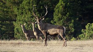 Beypazarı Doğanyurt’ta yaban hayatı kazandı