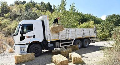 Ankara’da hayvan yetiştiricilerine ücretsiz yem desteği