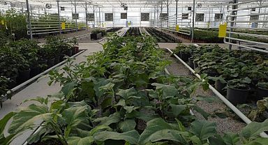Akıllı serada onlarca tür bitki yetiştiriliyor