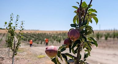 Altındağ'ın meyve ormanı meyvelerini verdi