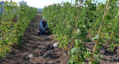 Keçiören bostanında hasat başladı