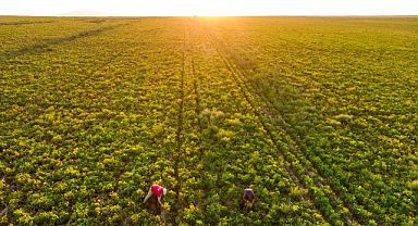 Atakey, sürdürülebilir tarım standartlarında zirveye ulaştı
