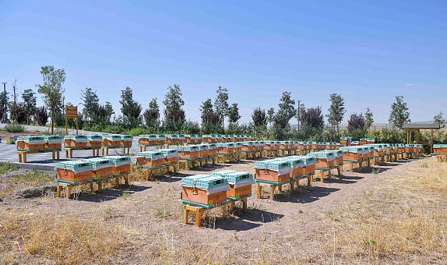 Ankara'da arıcılık araştırma, üretim ve eğitim merkezi kuruldu