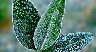 Zirai dondan etkilenen üreticilere 707 milyon TL destek