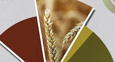 Hububat ve bakliyatta ekilişler gecikti, gelişim yavaşladı... TMO'dan fenolojik rapor alarmı!