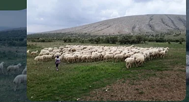 Kırsalda Bereket Projesi hazırlığı... 150 bin küçükbaş dağıtılacak