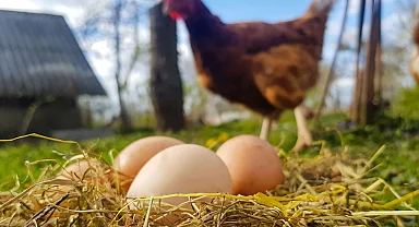 Tavuk eti ve yumurtada 'Aralık' artışı