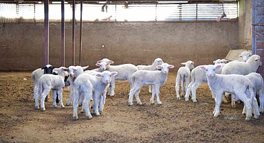 ABB'den kırsaldaki üreticiye veteriner desteği