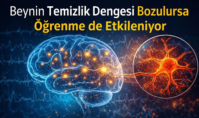 Beynin temizlik dengesi bozulursa öğrenme de etkileniyor