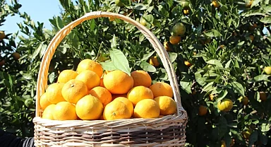 Tarım ürünleri üretici fiyatları yıllık yüzde 40,1 arttı... Aylıkta en yüksek artış turunçgillerde