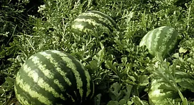 Tarım ÜFE’de yıllık artış yüzde 36,09’a ulaştı