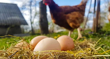 Tavuk eti ve yumurta üretiminde düşüş